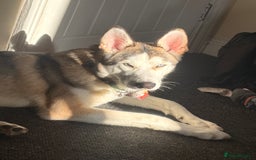 Siberian Husky dogs for sale: ASAP beautiful husky/malamute boy - Image 14