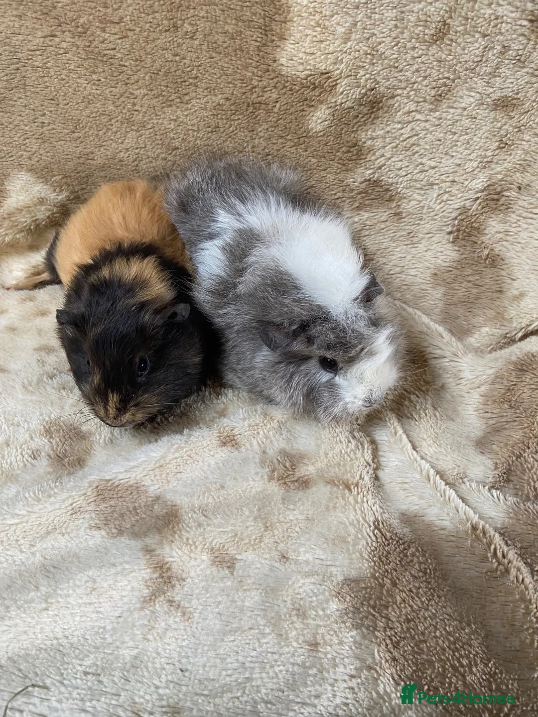 Guinea Pig rodents for sale: Baby Female Guinea Pigs For Sale  - Advert 8