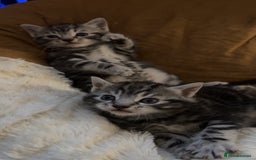 Mixed Breed cats for sale: 5 cute kittens for sale.  - Image 26