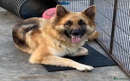 German Shepherd dogs for sale: German shepherd pups - Image 6