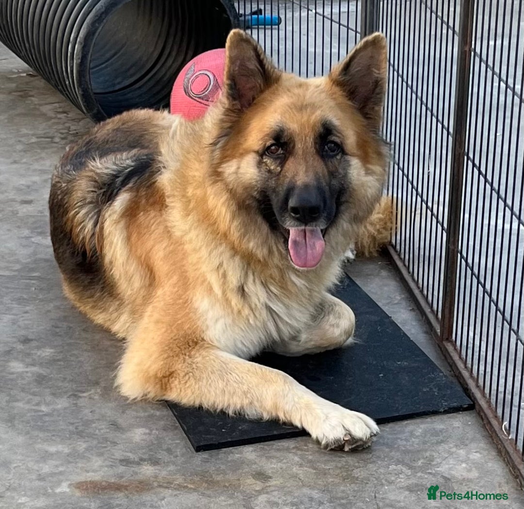 German Shepherd dogs for sale: German shepherd pups - Image 6