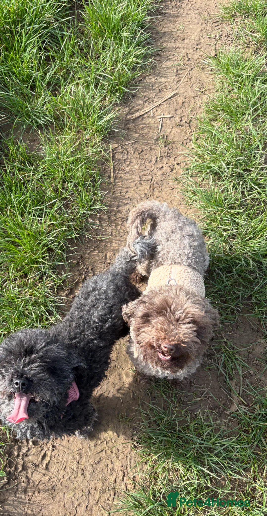 Maltipoo dogs for sale: Beautiful chocolate maltipoo girl  - Advert 2