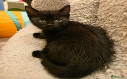 Mixed Breed cats for sale: 5 beautiful kittens for sale - Image 10