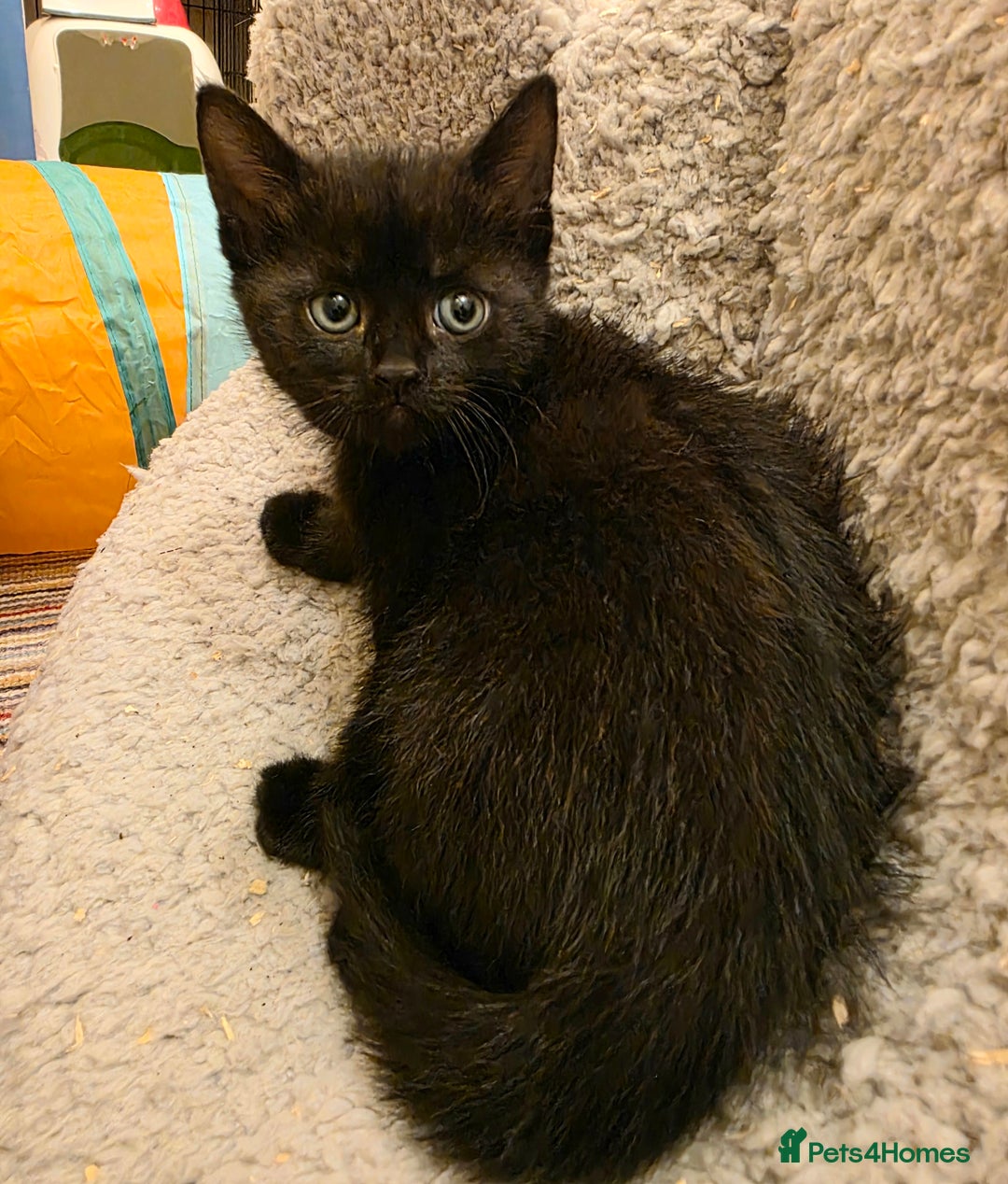 Mixed Breed cats for sale: 5 beautiful kittens for sale - Image 10