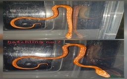 Corn Snake reptiles for sale: Beautiful corn snakes  - Image 29