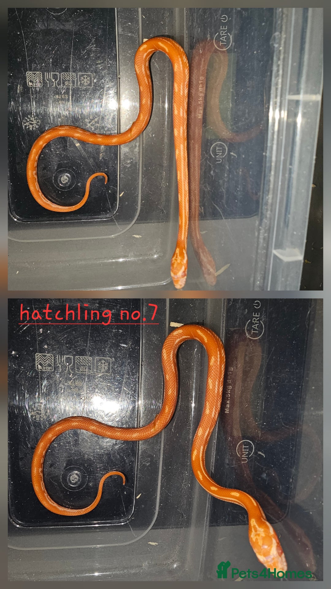 Corn Snake reptiles for sale: Beautiful corn snakes  - Image 29
