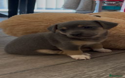 Jack Russell dogs for sale: READY NOW - QUALITY BLUE JR MINIATURE GIRL - Image 9