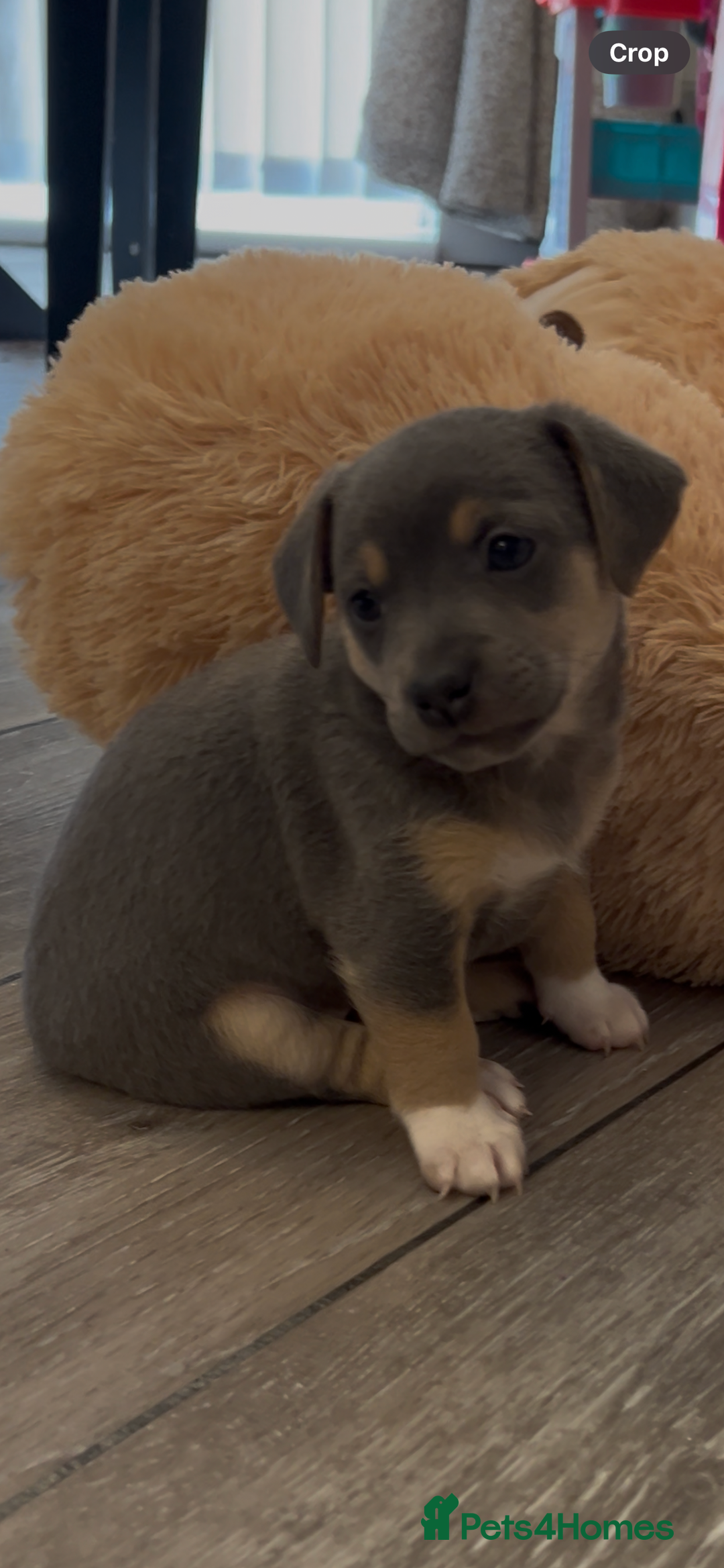 Jack Russell dogs for sale: READY NOW - QUALITY BLUE JR MINIATURE GIRL - Image 9
