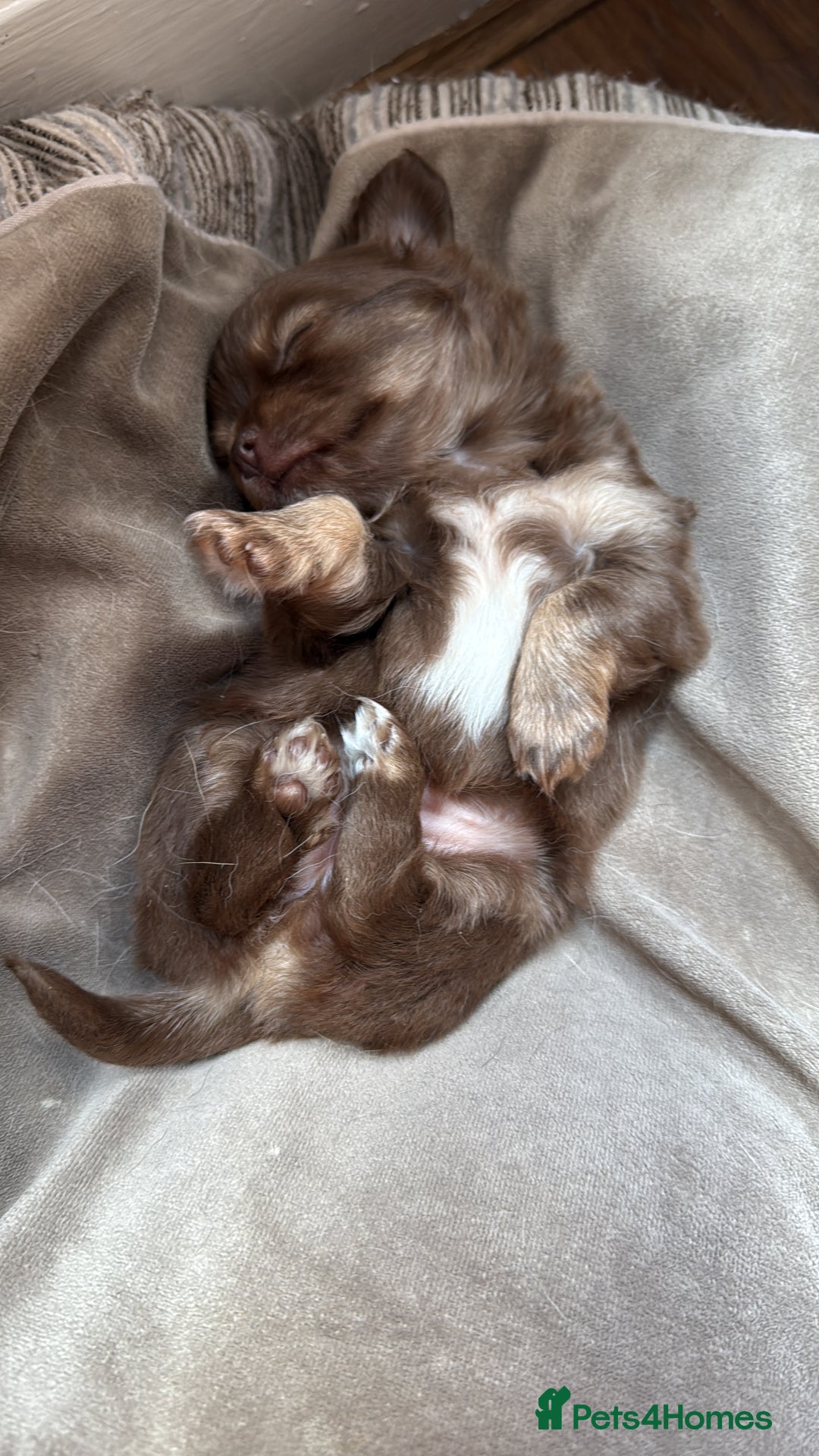 Chihuahua dogs for sale: Beautiful long hair Chihuahua girl for sale - Image 11