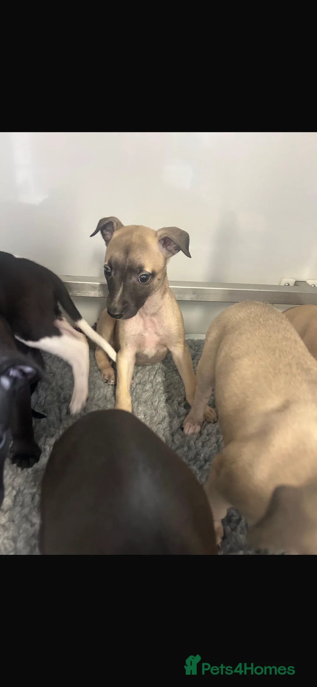 Whippet dogs for sale: KC REGISTERED WHIPPETS  in Liverpool - Advert 10