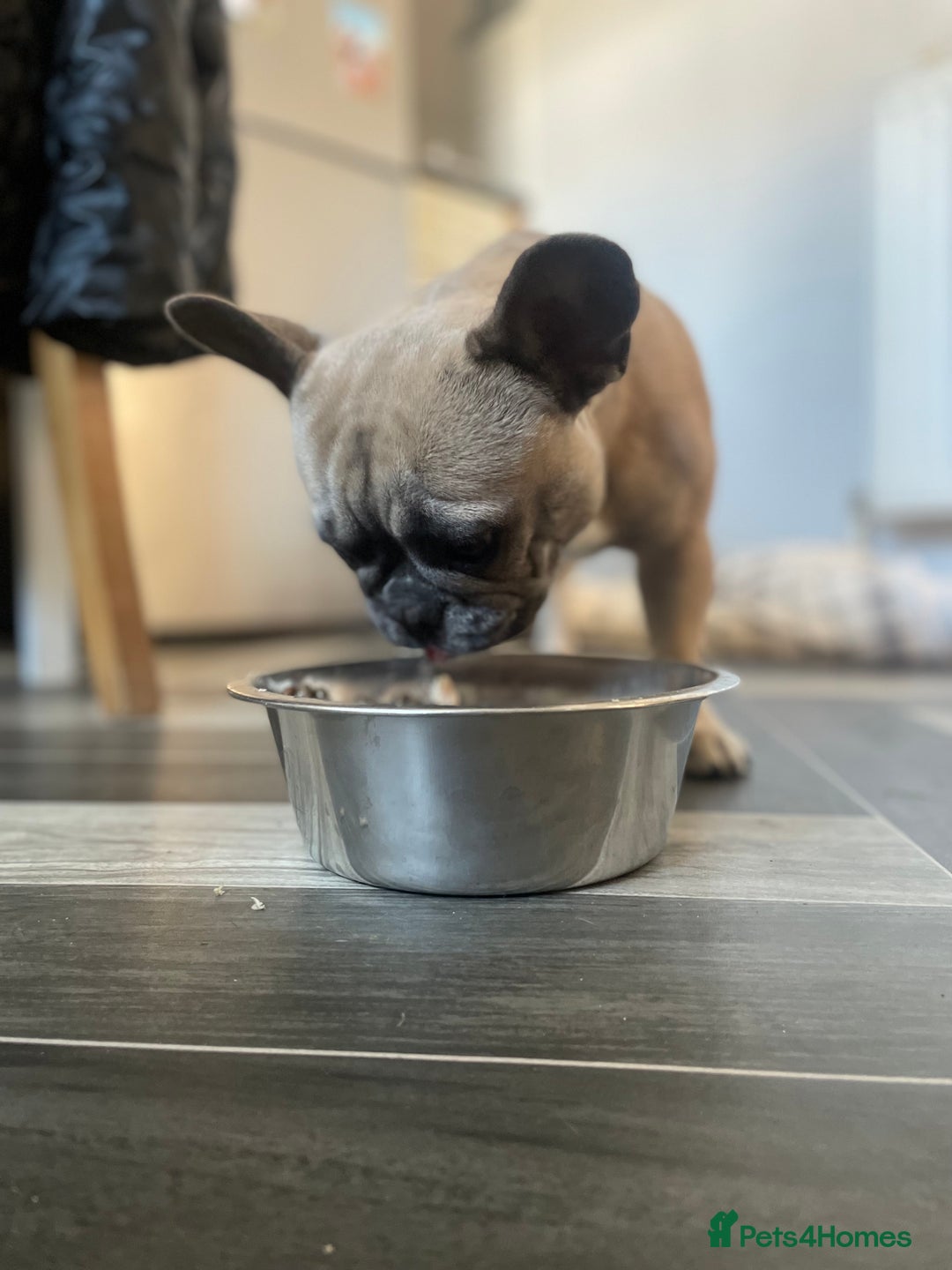 French Bulldog dogs for sale: French Fluffy Bulldogs 2 X Females  - Image 9