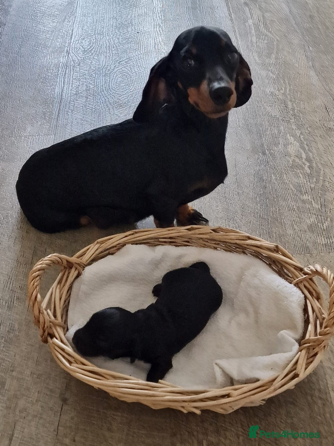 Miniature Dachshund dogs for sale: Beautiful black & tan miniature Dachshund puppies - Image 25