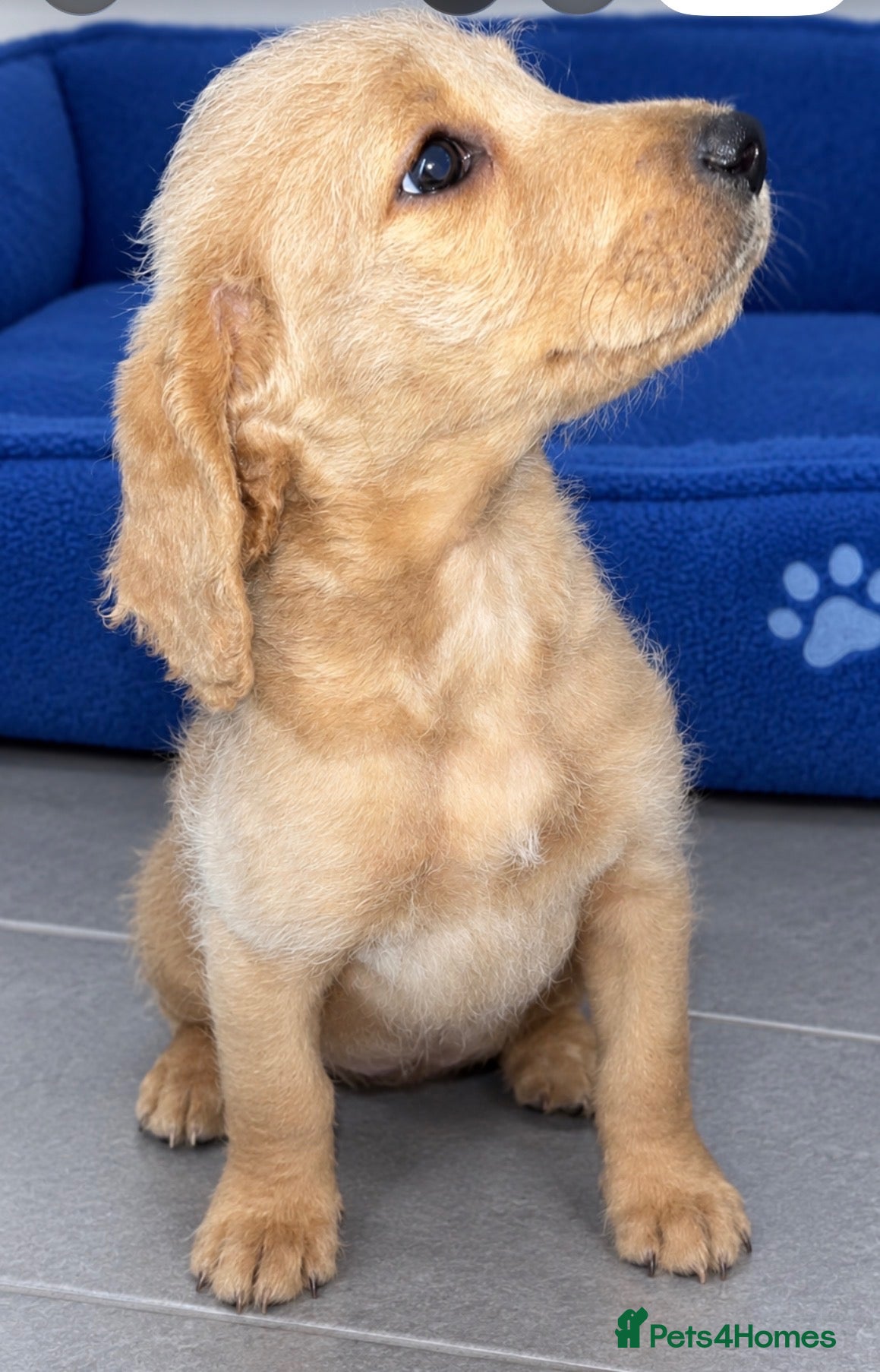 Labradoodle dogs Stunning labradoodle one girl and two boys  - Advert 2
