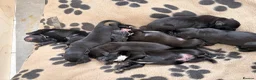 Mixed Breed dogs for sale: Labernard Puppies - Advert 5