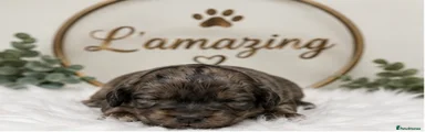 Cockapoo Puppy 7