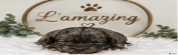 Cockapoo dogs for sale: 5* rated licensed vet approved F2b Toy Mini pups - Advert 3