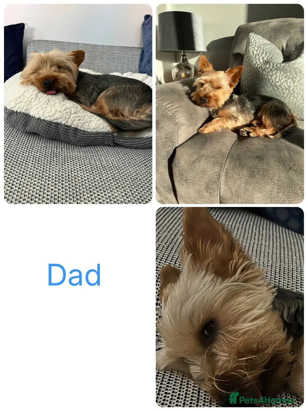 Yorkshire Terrier dogs for sale: Yorkshire terrier puppies  - Advert 16