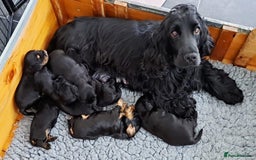 Cocker Spaniel dogs for sale: Show Type Cocker Spaniel Puppies - Image 1