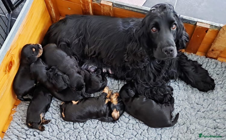 Cocker Spaniel dogs - Advert 8