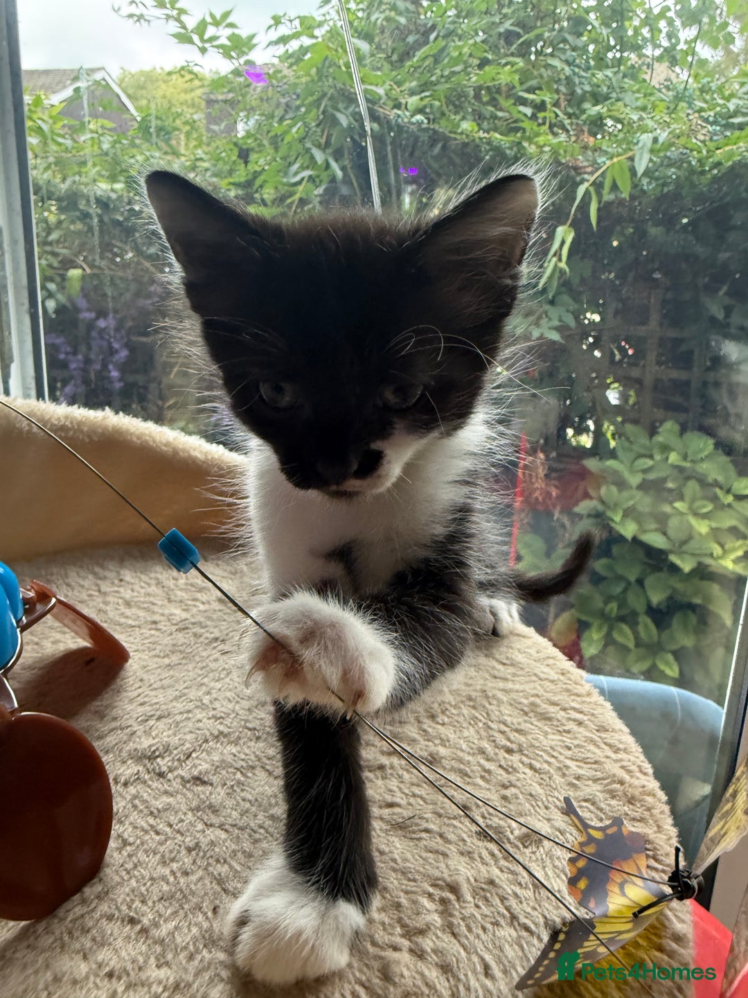 Mixed Breed cats for sale: Half Sphynx READY to Go 🩷 £200 - Image 10