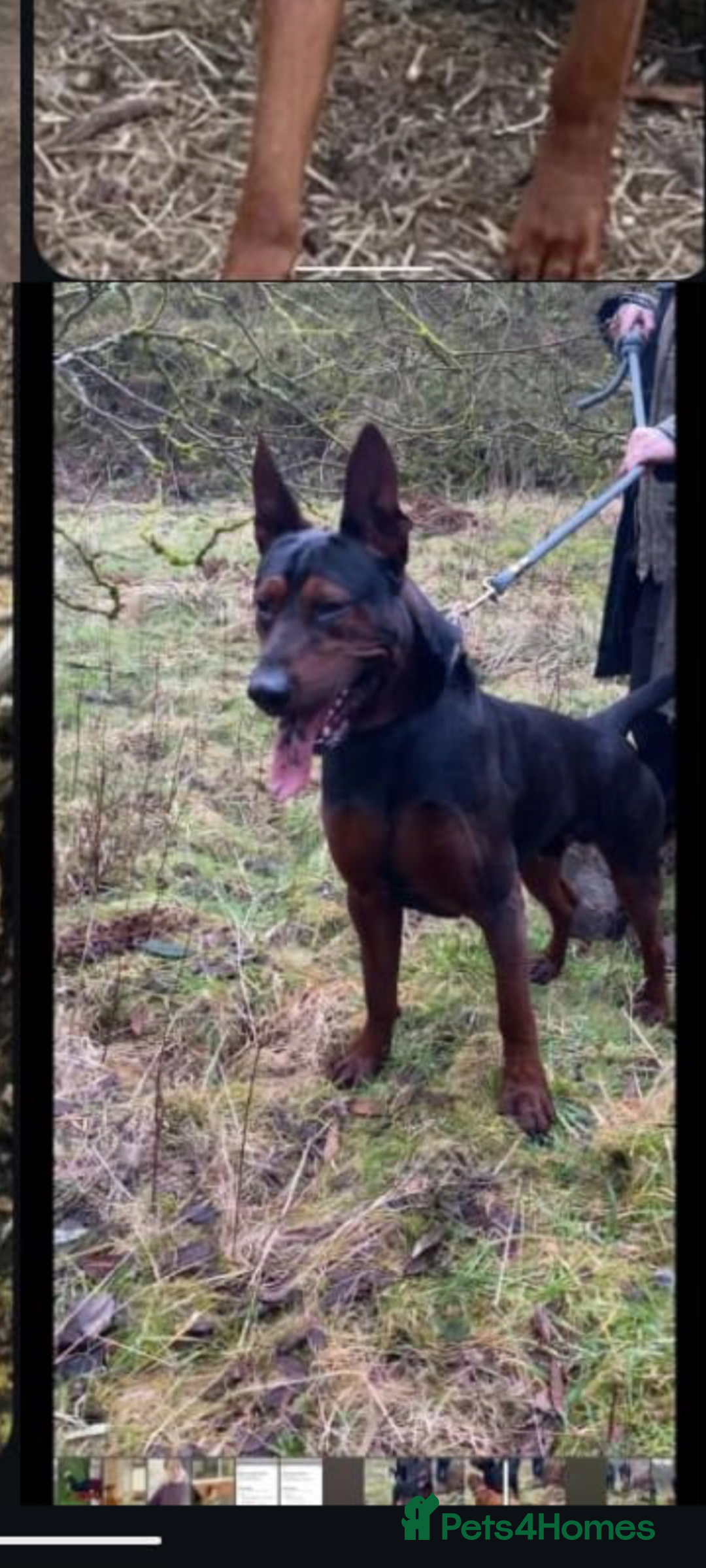 Chinese Red Dog dogs for sale: Chinese red dogs - Advert 7