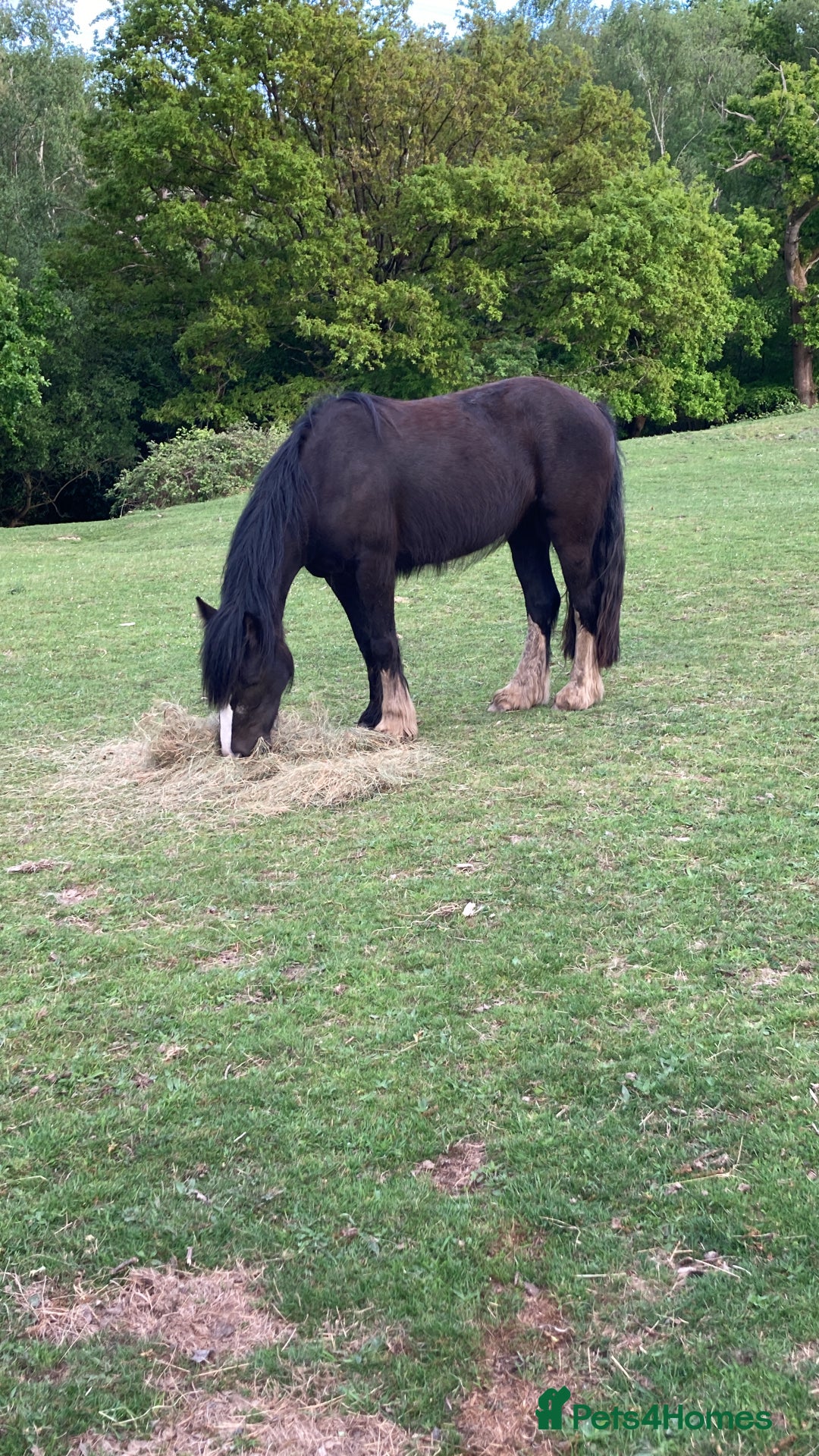 Irish Cob horses for sale: 14hh Cob X Welsh 6 years old  - Advert 3