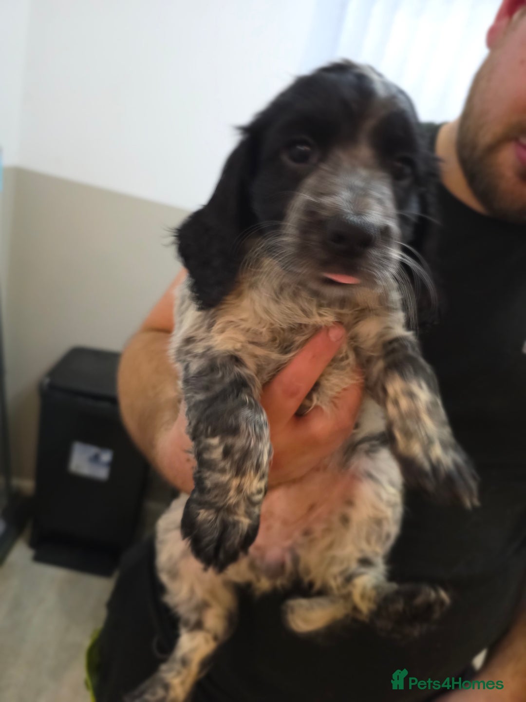 Cocker Spaniel dogs for sale: 1 left Working coker spaniel  - Advert 34