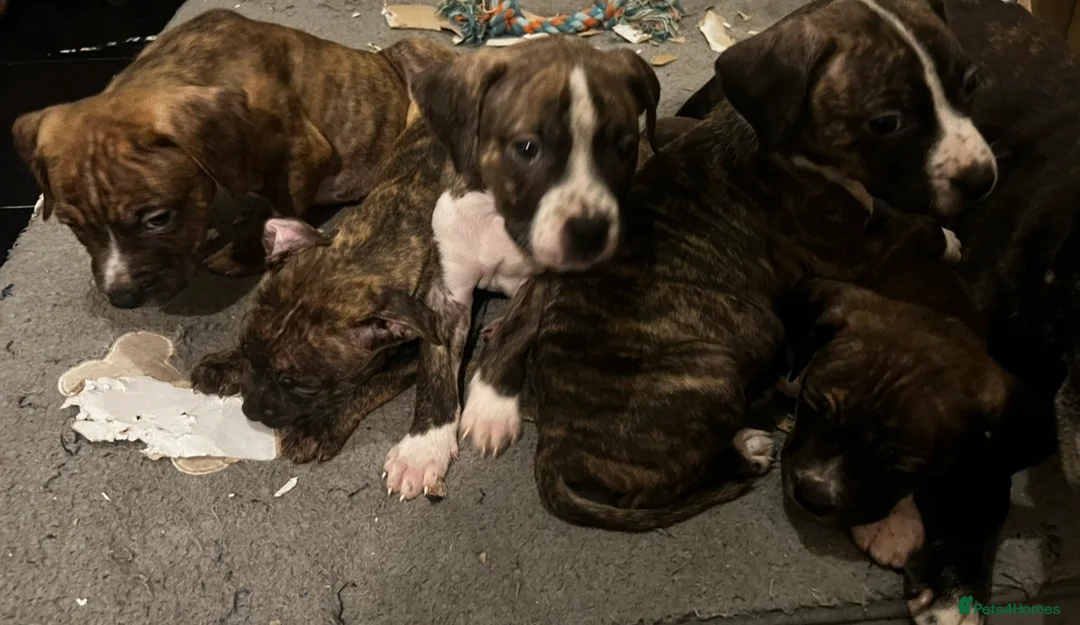 Mixed Breed dogs for sale: Blue Staffy x Boerboel – Ready for a Home - Advert 11