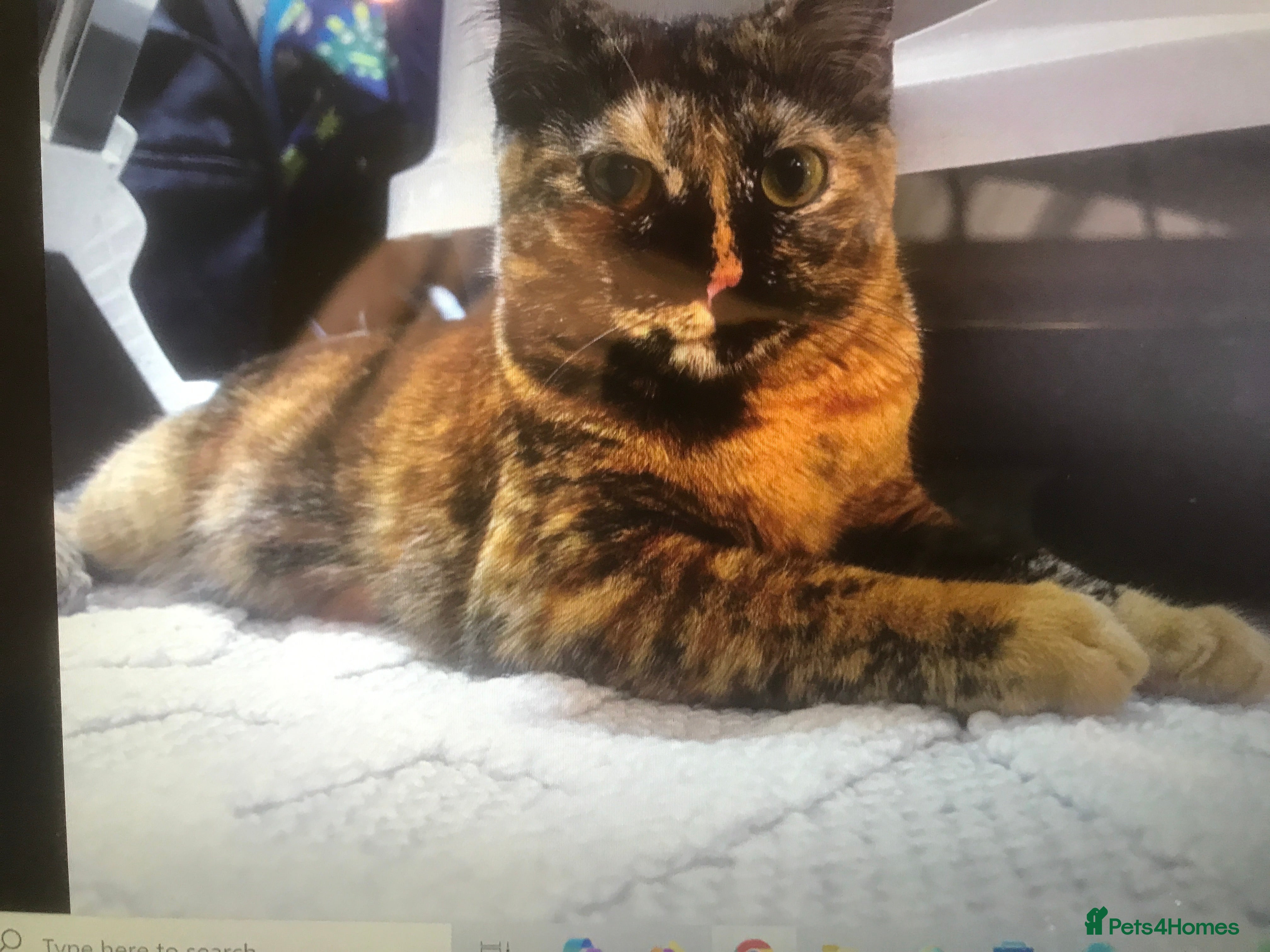 Mixed Breed cats ROSA A DELIGHT OF A CAT - SPAYED  VACCINATED   - Advert 2