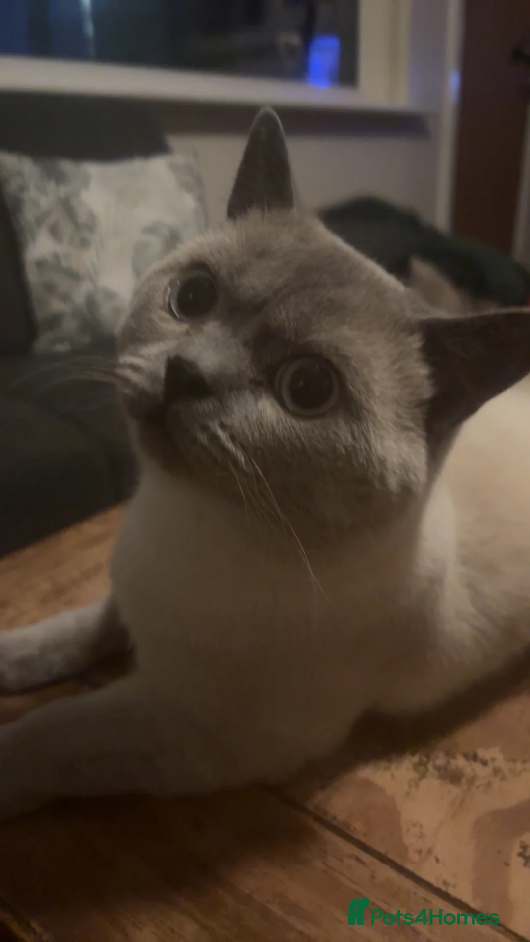 British Shorthair cats for sale: Blue point British Shorthair  - Advert 1