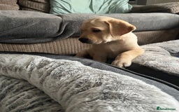 Labrador Retriever dogs for sale: Gorgeous, chunky pedigree Labrador puppy - Advert 33