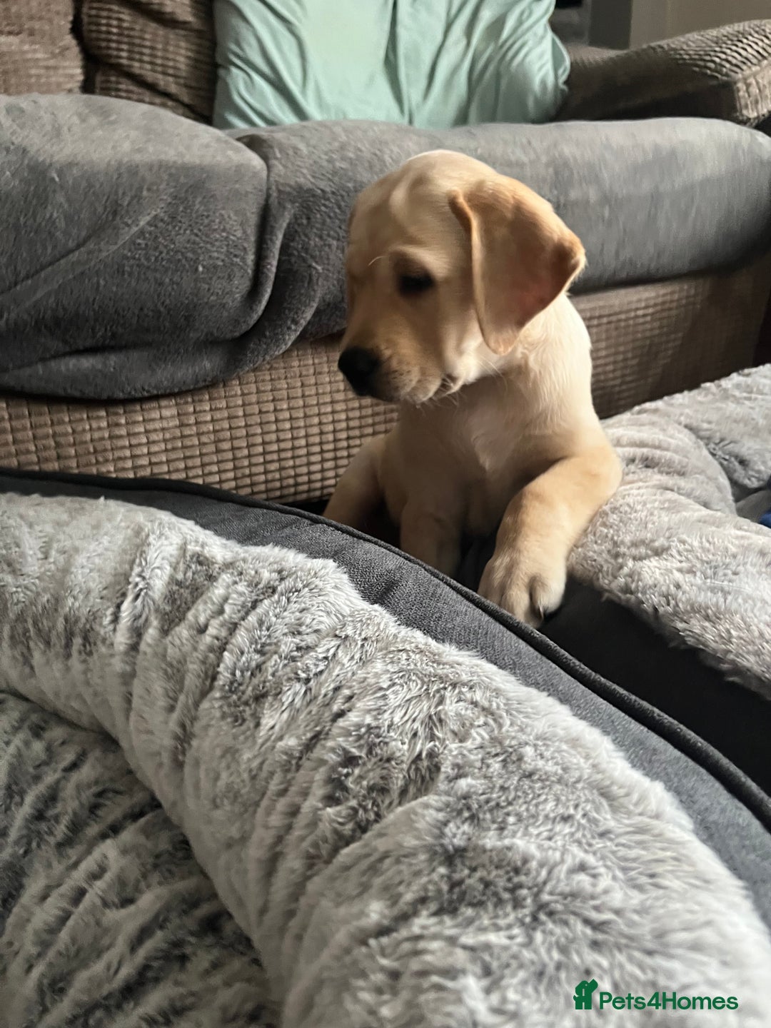 Labrador Retriever dogs for sale: Gorgeous, chunky pedigree Labrador puppy - Advert 33