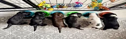 Cocker Spaniel dogs for sale: Ready Now RKC Reg DNA CLEAR Show Cocker Female in Fareham - Advert 3
