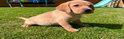 Labrador Retriever dogs for sale: Fox Red KC Registered Labradors 🐾🐾🐾 - Advert 19