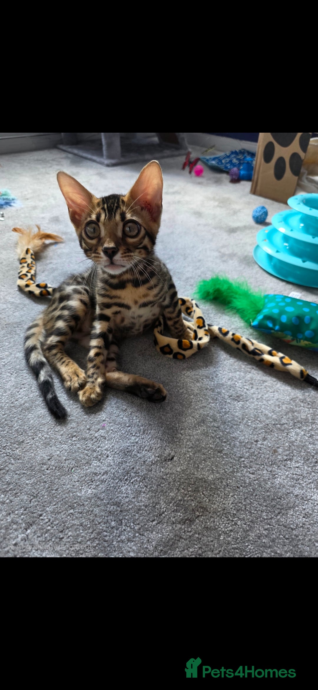 Bengal cats for sale: Mr bengal Urgent  - Image 10