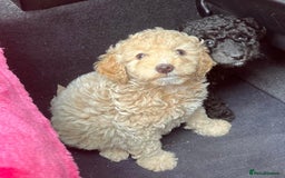 Cockapoo dogs for sale: Stunning cockerpoo puppies - Image 5