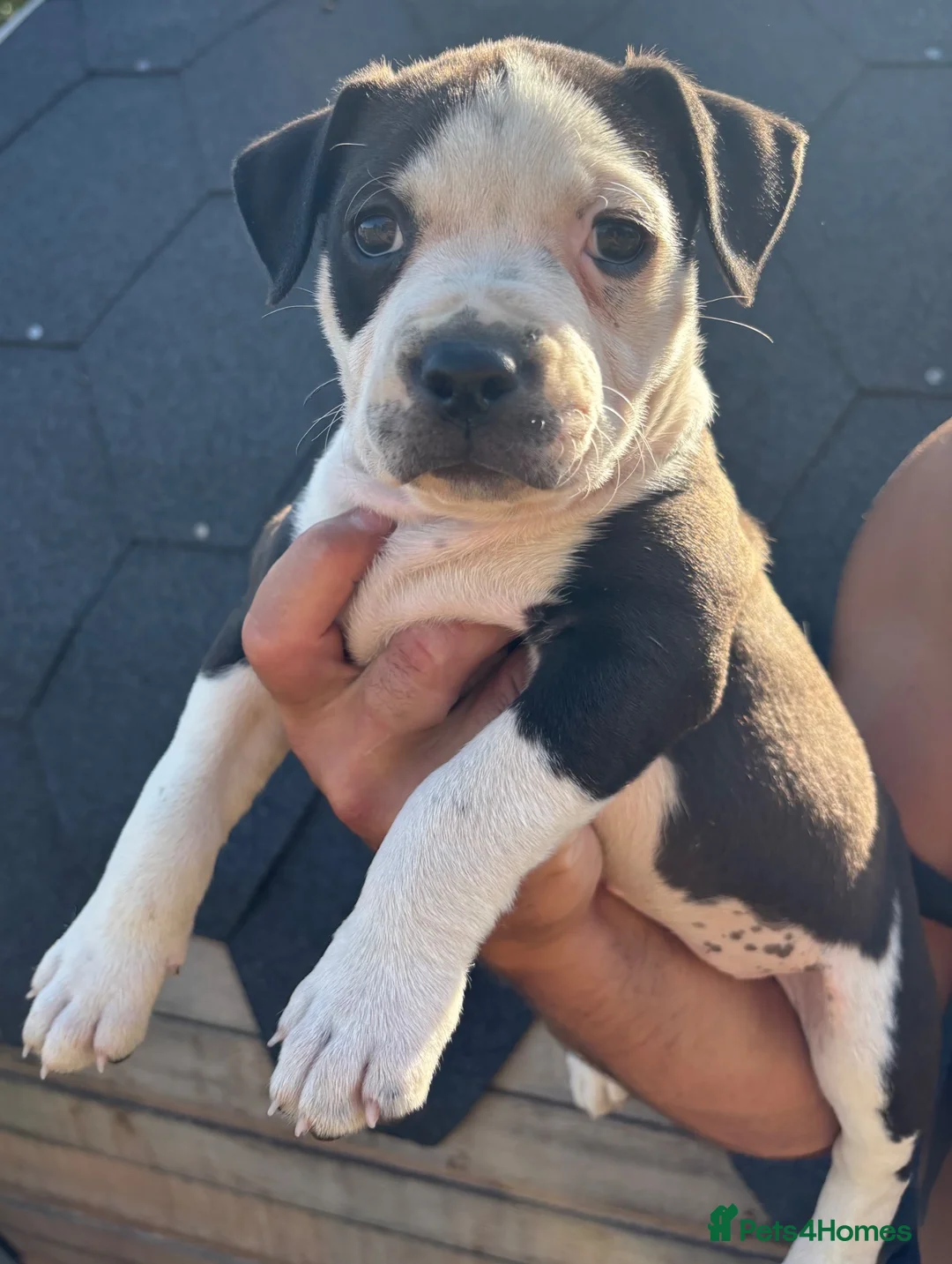 Mixed Breed dogs for sale: Old Tyme x American bulldog  - Advert 2