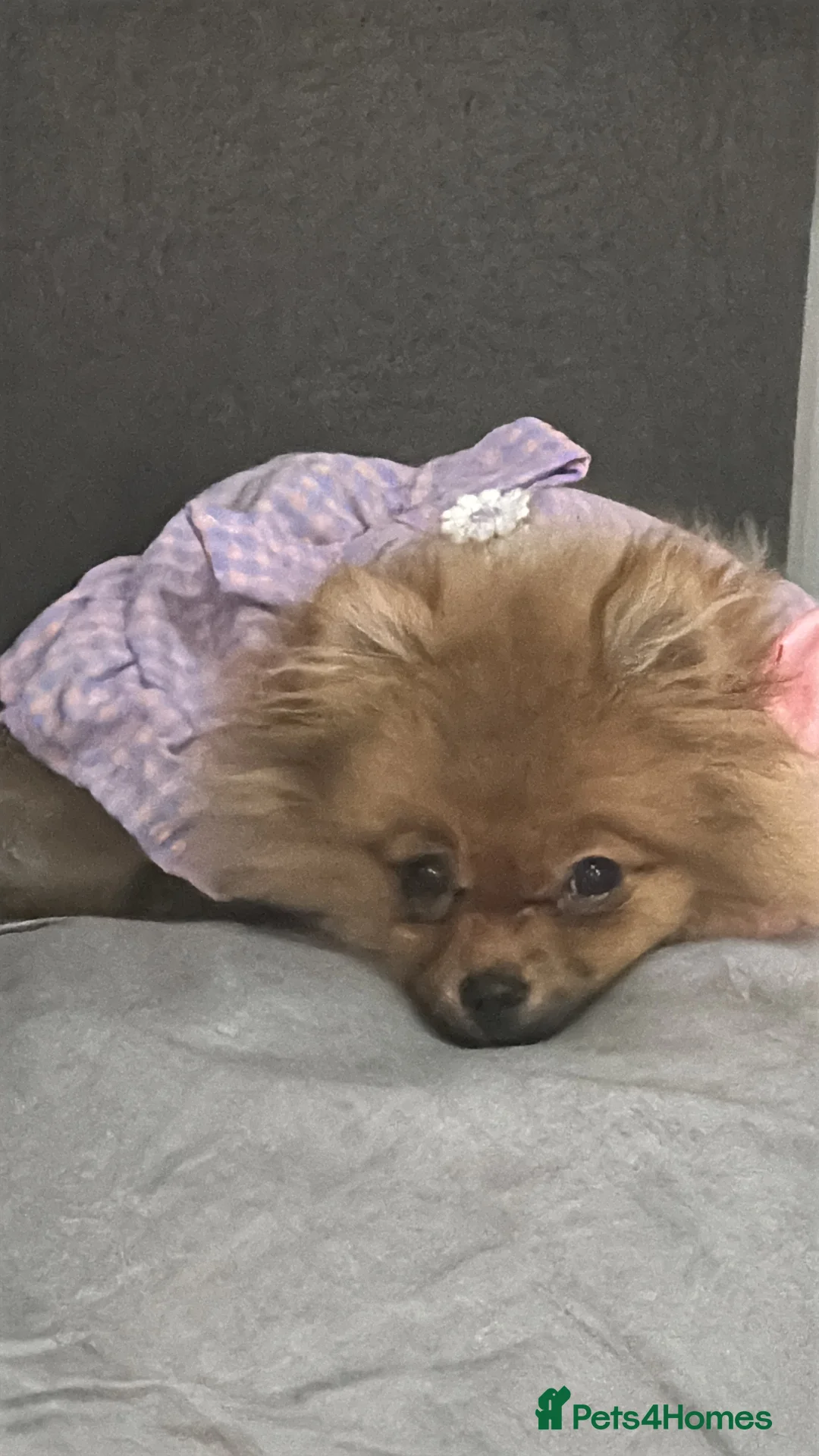 Pomeranian dogs for sale: Well mannered little pup  - Advert 2