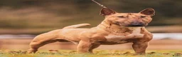 Miniature Bull terrier dogs for sale: Miniature English bull terriers - Advert 13