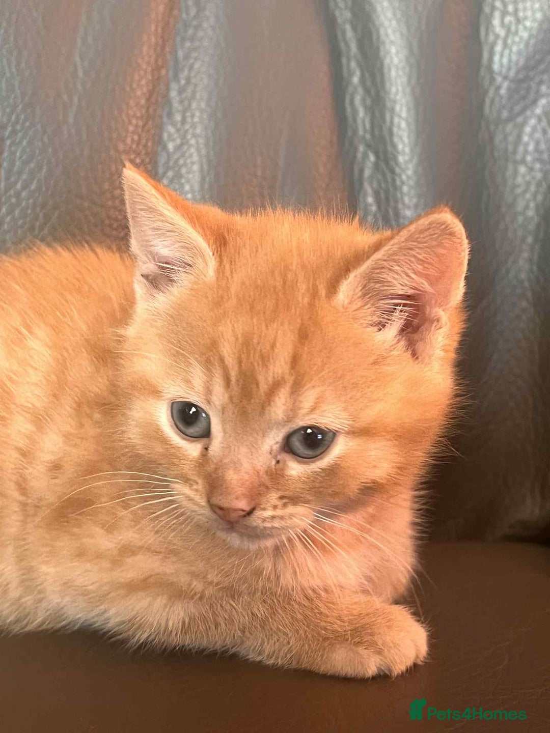 Mixed Breed cats for sale: For sale kittens  - Advert 4