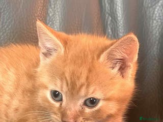Mixed Breed cats For sale kittens - Advert 5