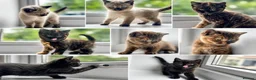British Shorthair cats for sale: Beautiful British Shorthair Kittens  in Derby - Advert 3
