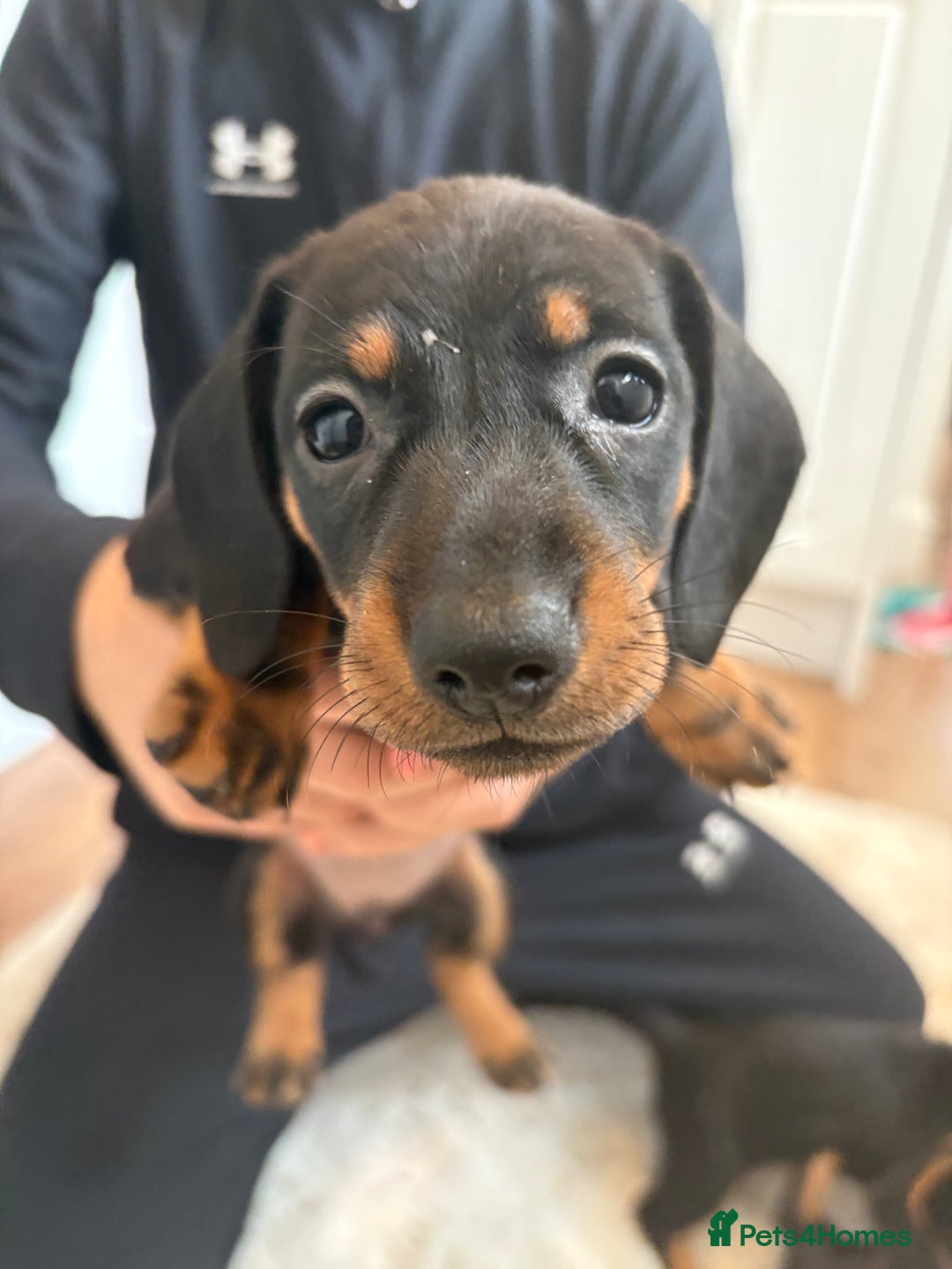 Miniature Dachshund dogs for sale: Miniature dachshund  - Image 5