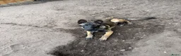 Belgian Shepherd Dog dogs for sale: Belgian malnois sheperad - Advert 7
