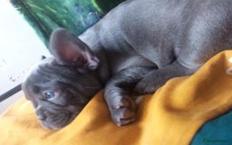 Akita dogs for sale: French blue KC registered 7 months old female pup - Image 3