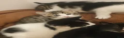 Mixed Breed cats for sale: Sweet Kittens Raised with Love and Children - Advert 38