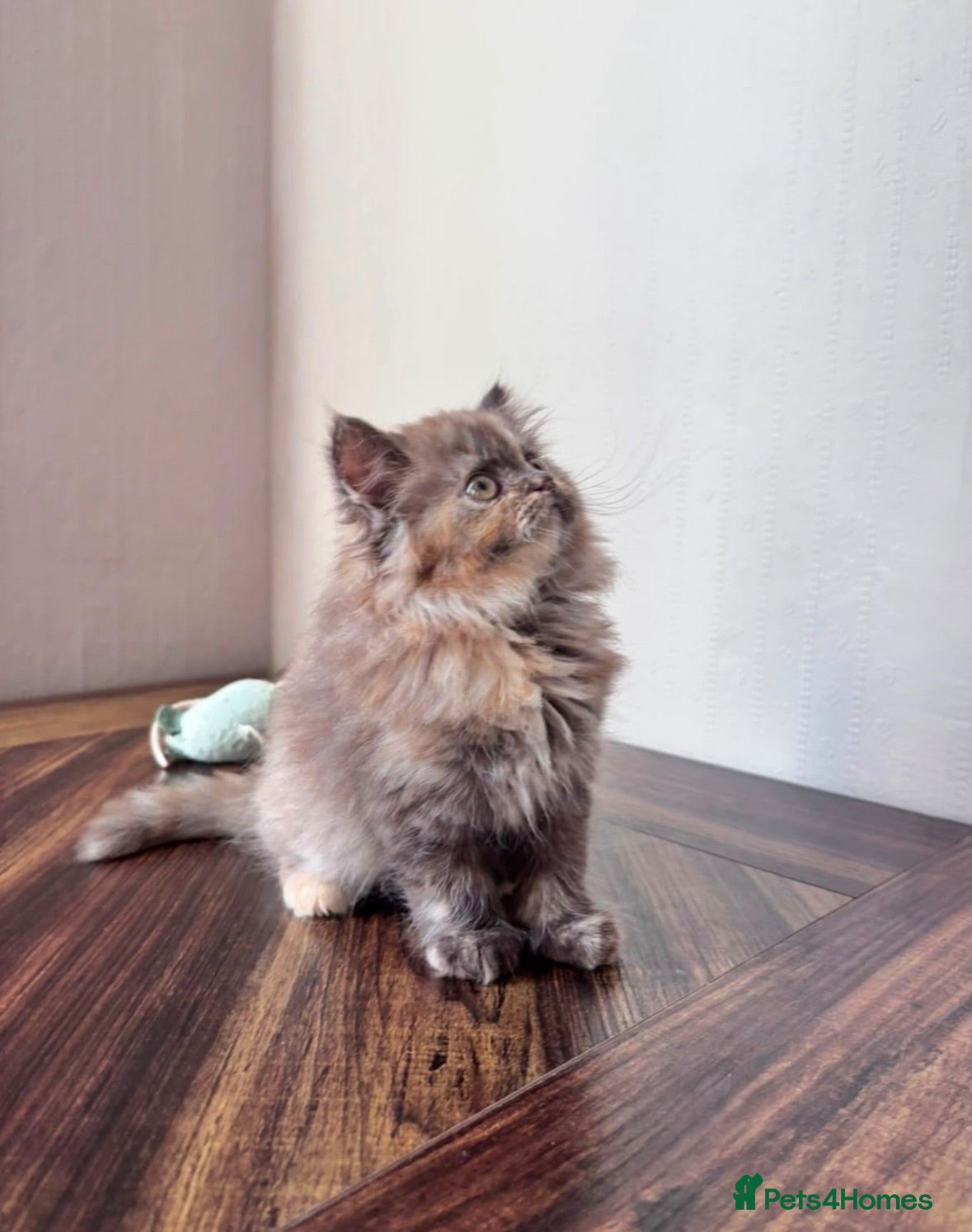 British Shorthair cats ✨Exceptional British short & longhair kitten's✨ - Advert 2