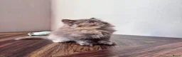 British Shorthair cats for sale: ✨Exceptional British short & longhair kitten's✨ - Advert 2