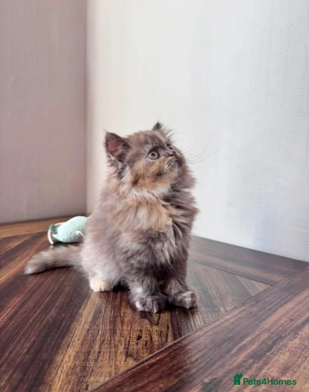 British Shorthair cats for sale: ✨Exceptional British short & longhair kitten's✨ - Advert 2
