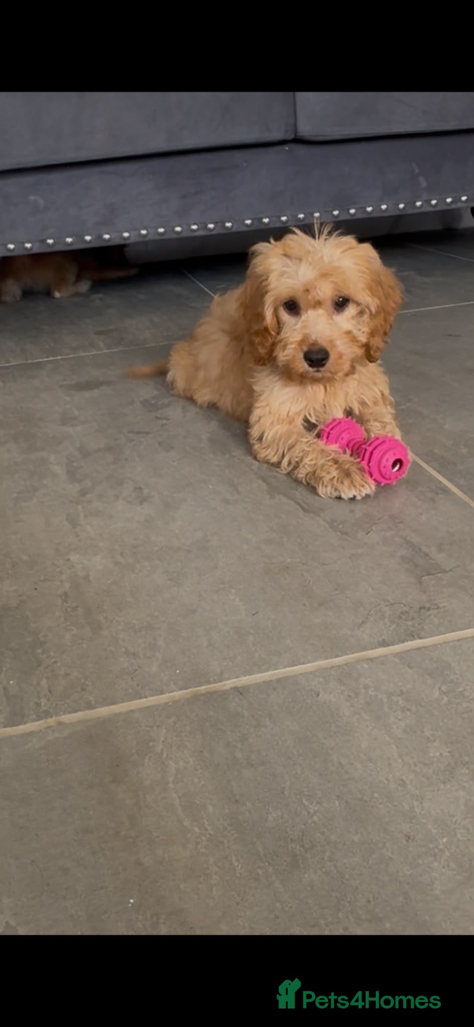 Cockapoo dogs Cockapoo - Advert 9